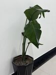盆栽
