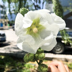 路边白色蜀葵花