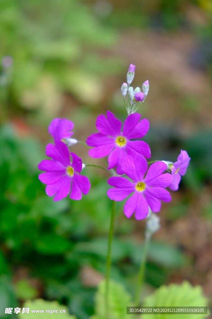 报春花
