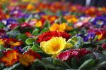 报春花