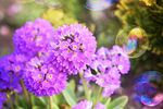 报春花