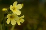 报春花