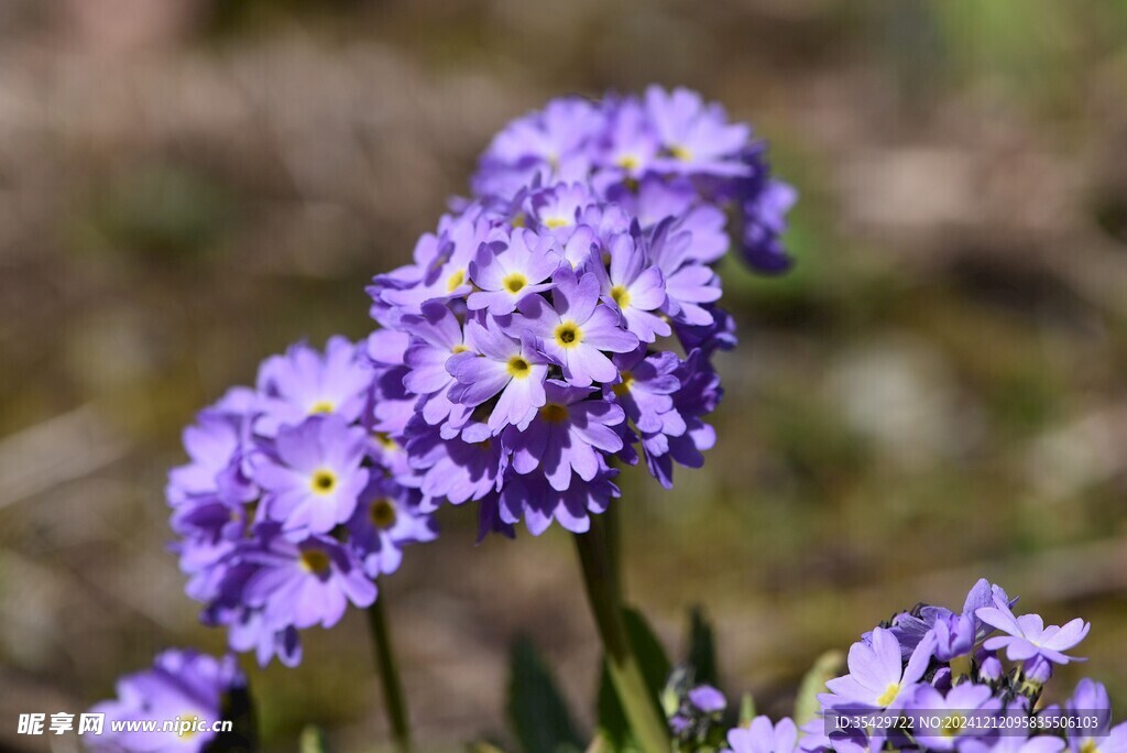 报春花