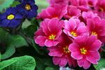 报春花
