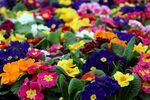 报春花