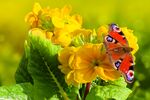 蝴蝶小花