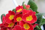 报春花