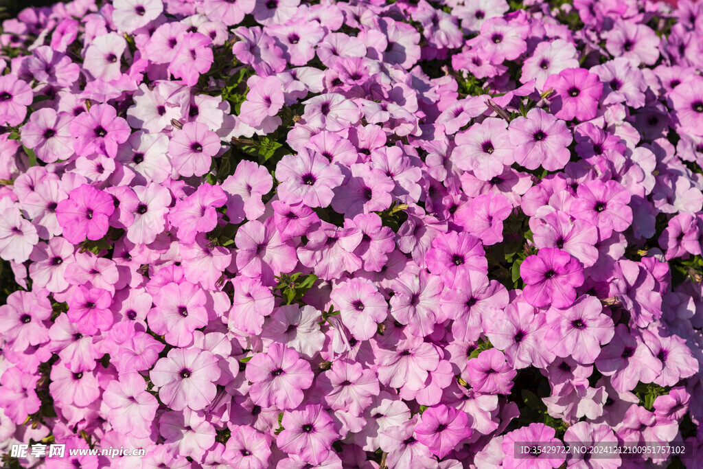牵牛花