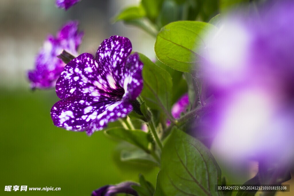 牵牛花