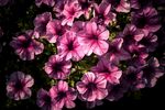 牵牛花