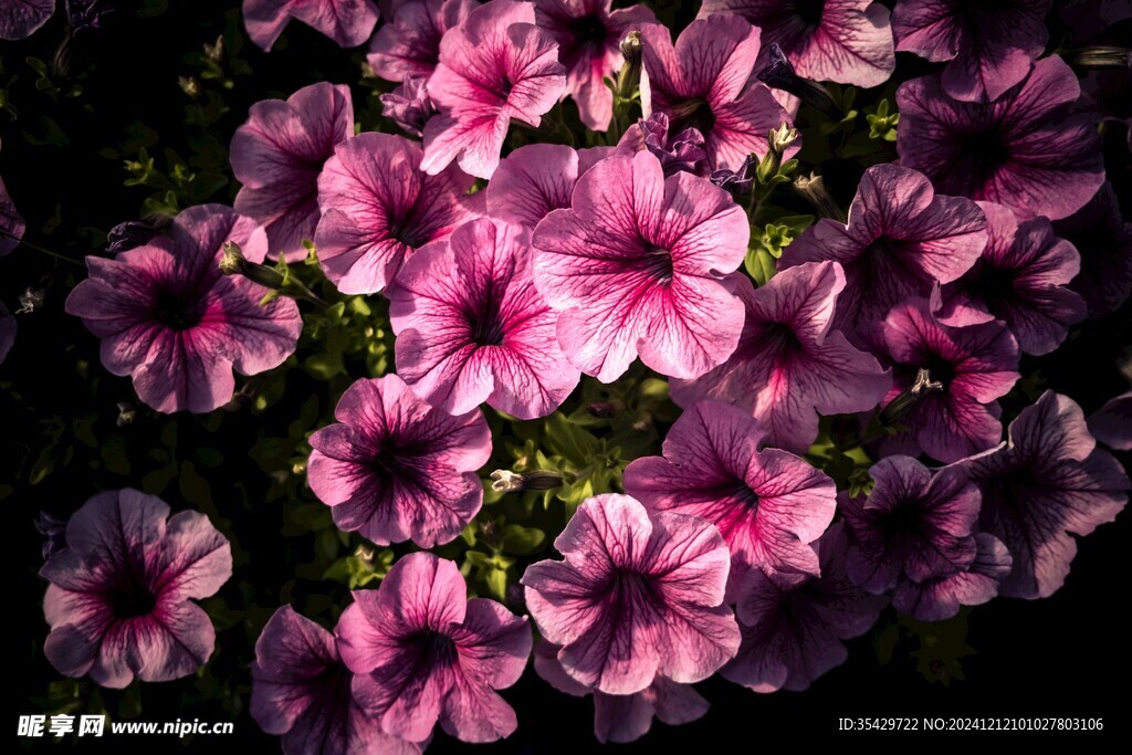 牵牛花