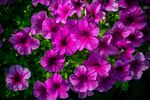 牵牛花