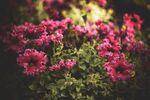牵牛花