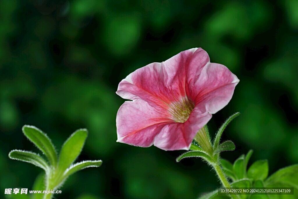 牵牛花