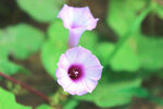 牵牛花