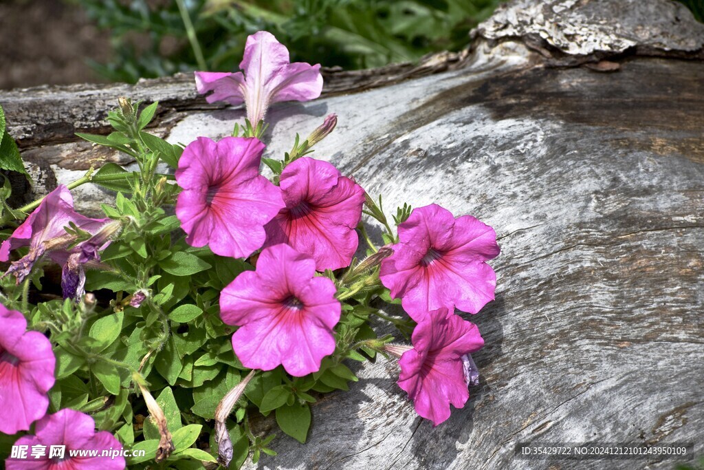 牵牛花