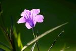 牵牛花