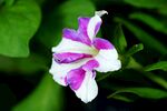 牵牛花