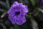 牵牛花