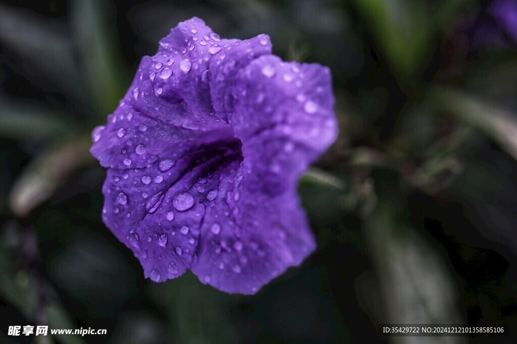 牵牛花