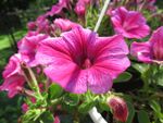 牵牛花