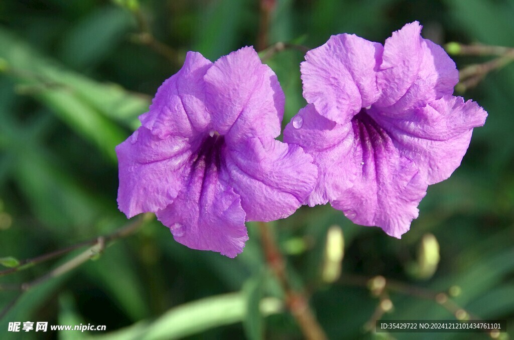 牵牛花