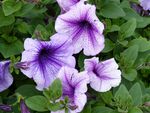 牵牛花
