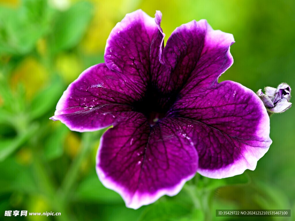 牵牛花