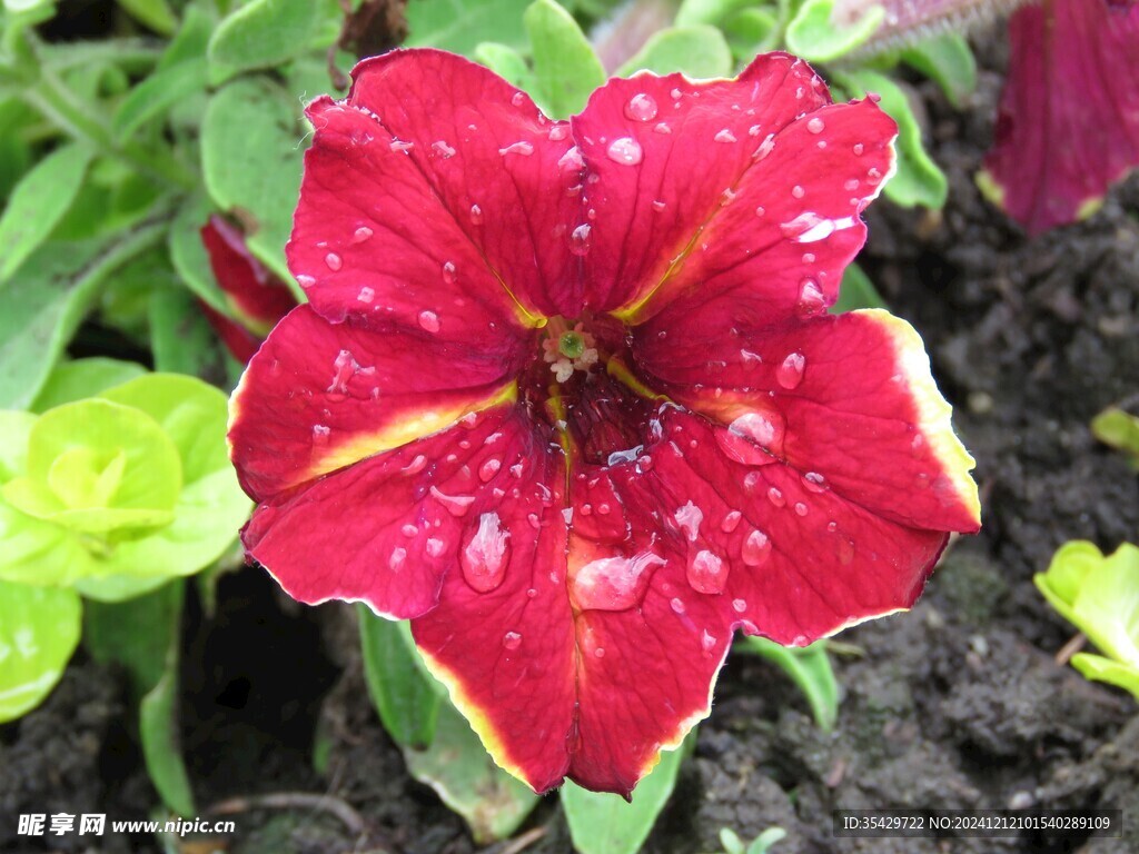 牵牛花