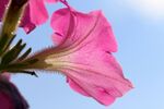 牵牛花