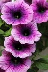 牵牛花