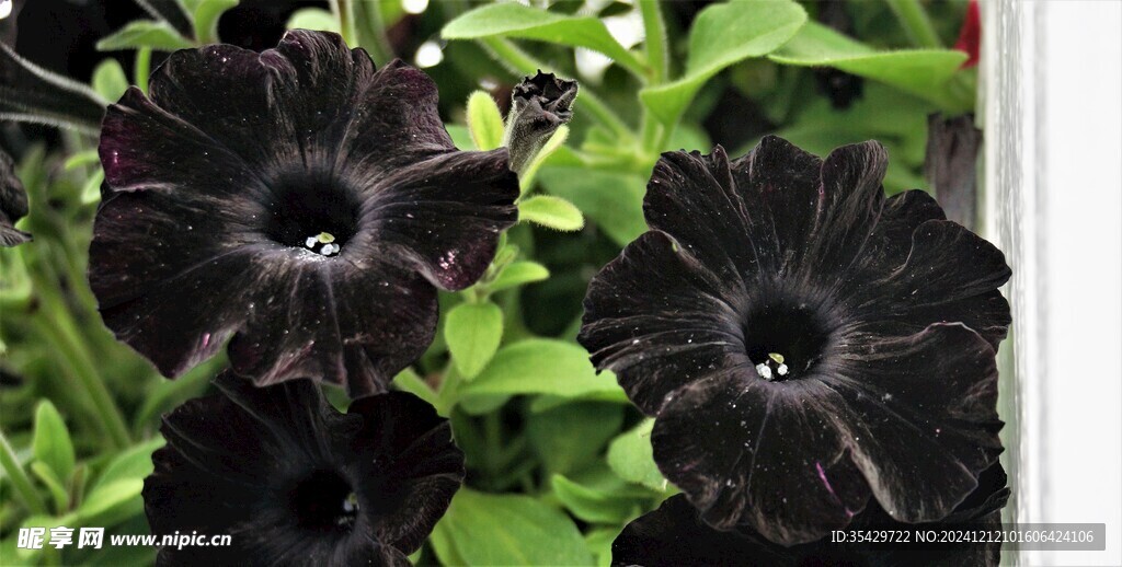 牵牛花