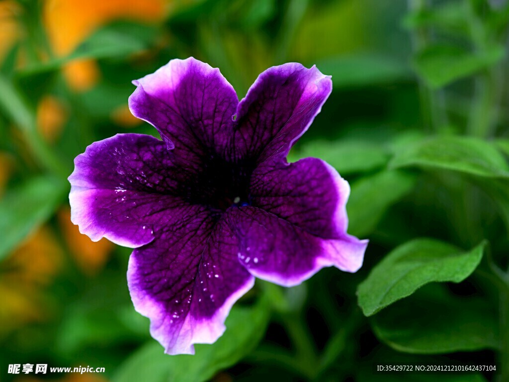 牵牛花