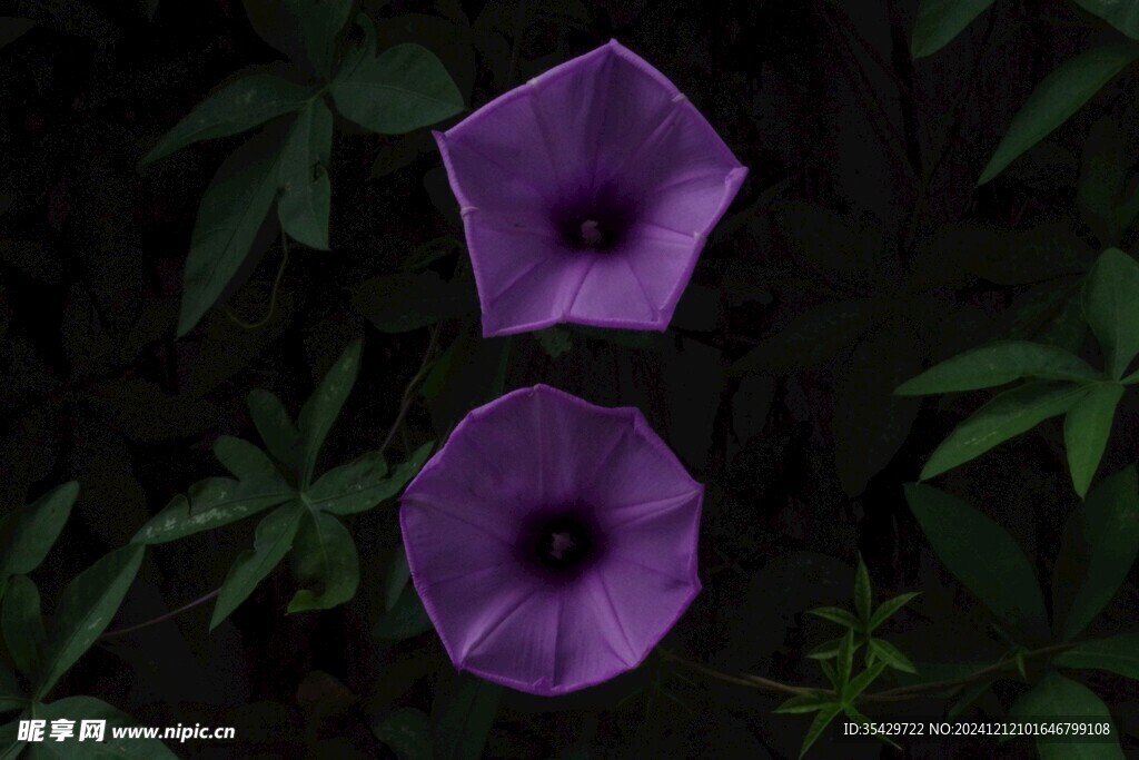 牵牛花
