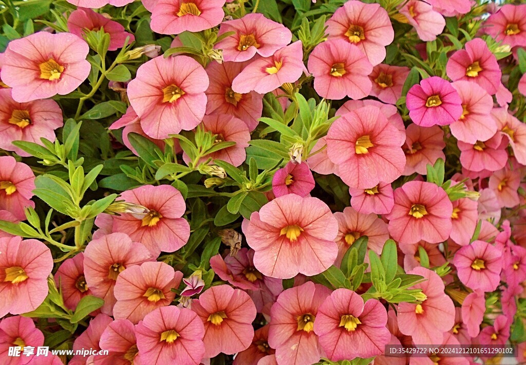 牵牛花