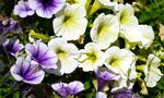 牵牛花