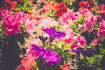 牵牛花