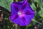 牵牛花