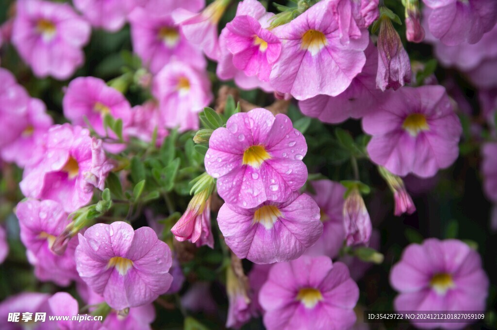牵牛花