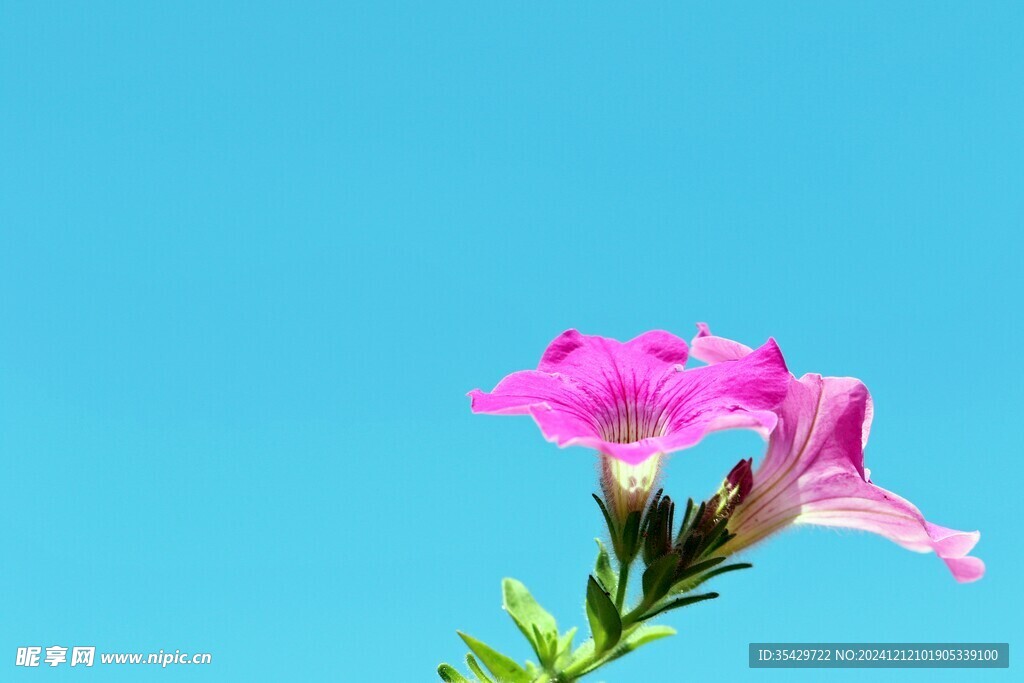 牵牛花