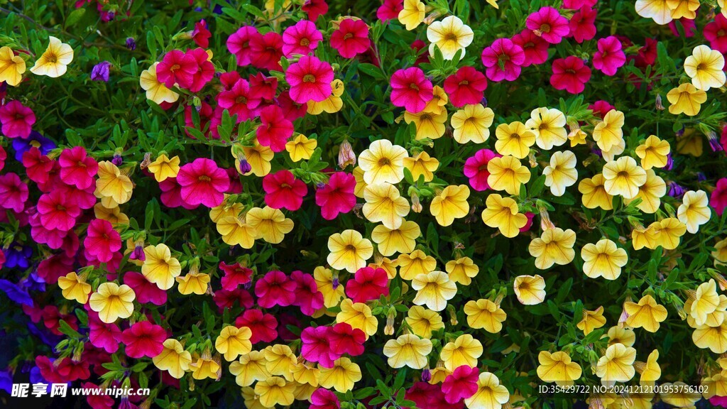 牵牛花