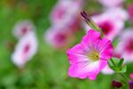 牵牛花