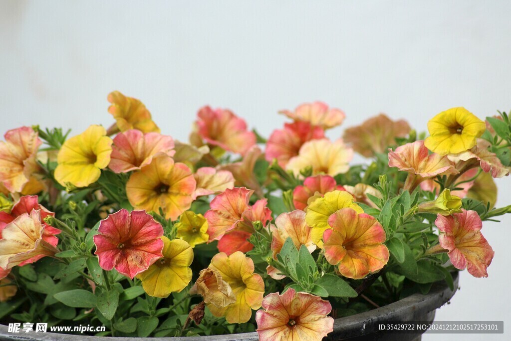 牵牛花