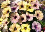 牵牛花