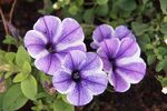 牵牛花