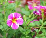 牵牛花