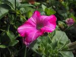 牵牛花