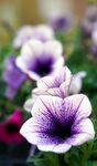 牵牛花