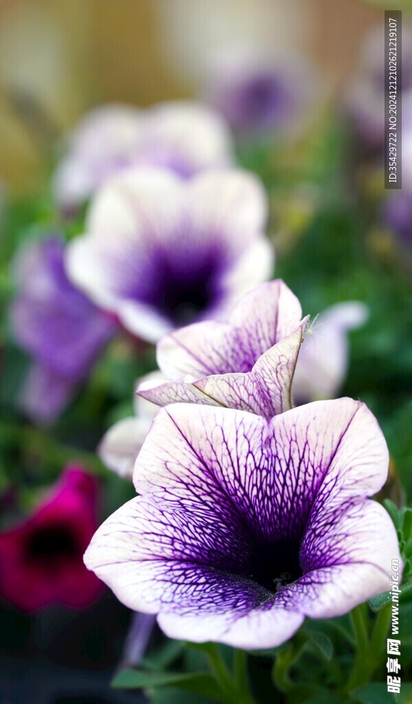 牵牛花