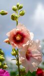 牵牛花